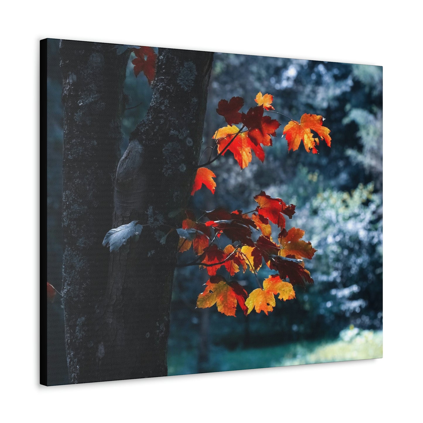 The last Leaves, Fall, Foliage, Nature, Forest - Canvas Gallery Wraps