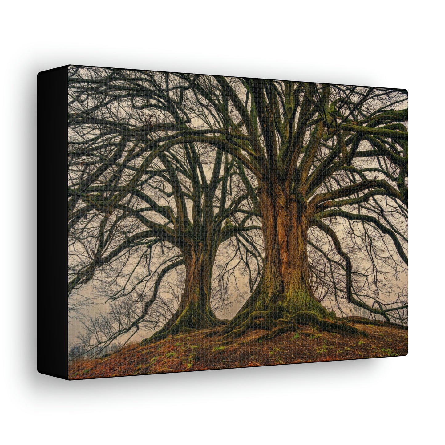 Dark Trees - Nature, Trees, Dark Canvas Gallery Wraps