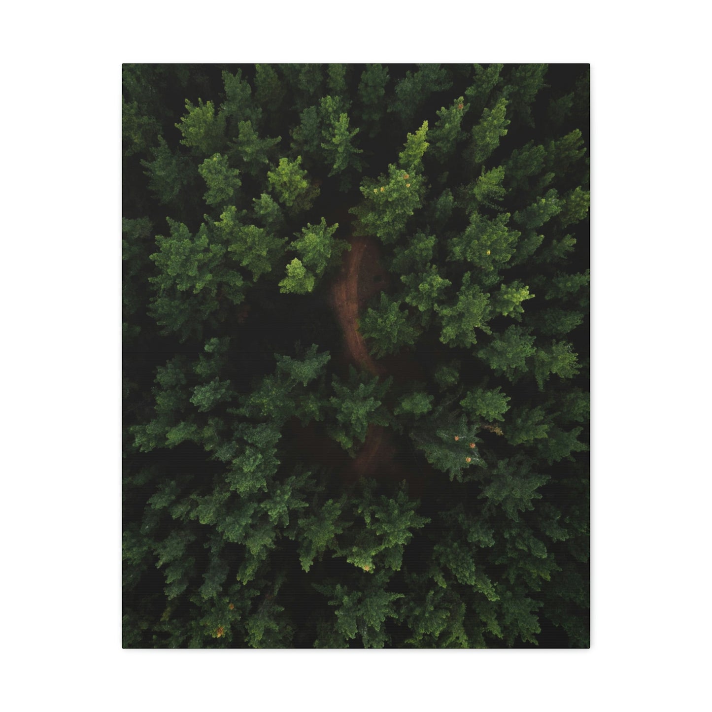 Forest eagle-view - Canvas Gallery Wraps