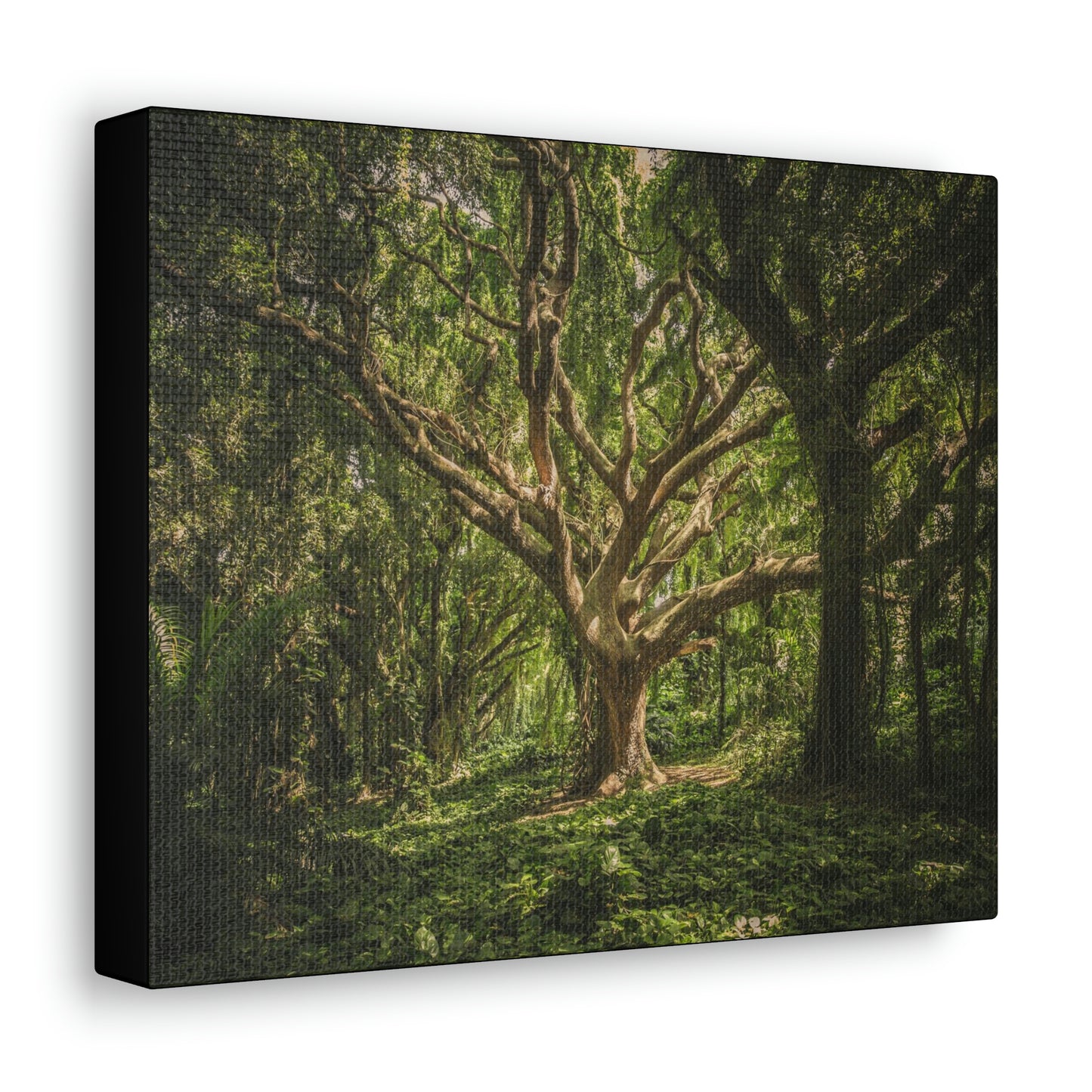 Forest - Tree Canvas Gallery Wraps