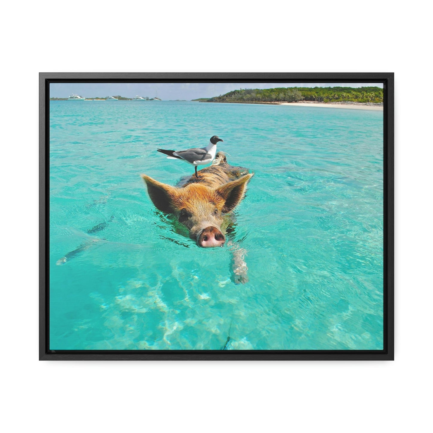 Ocean hog - Gallery Canvas Wraps, Horizontal Frame