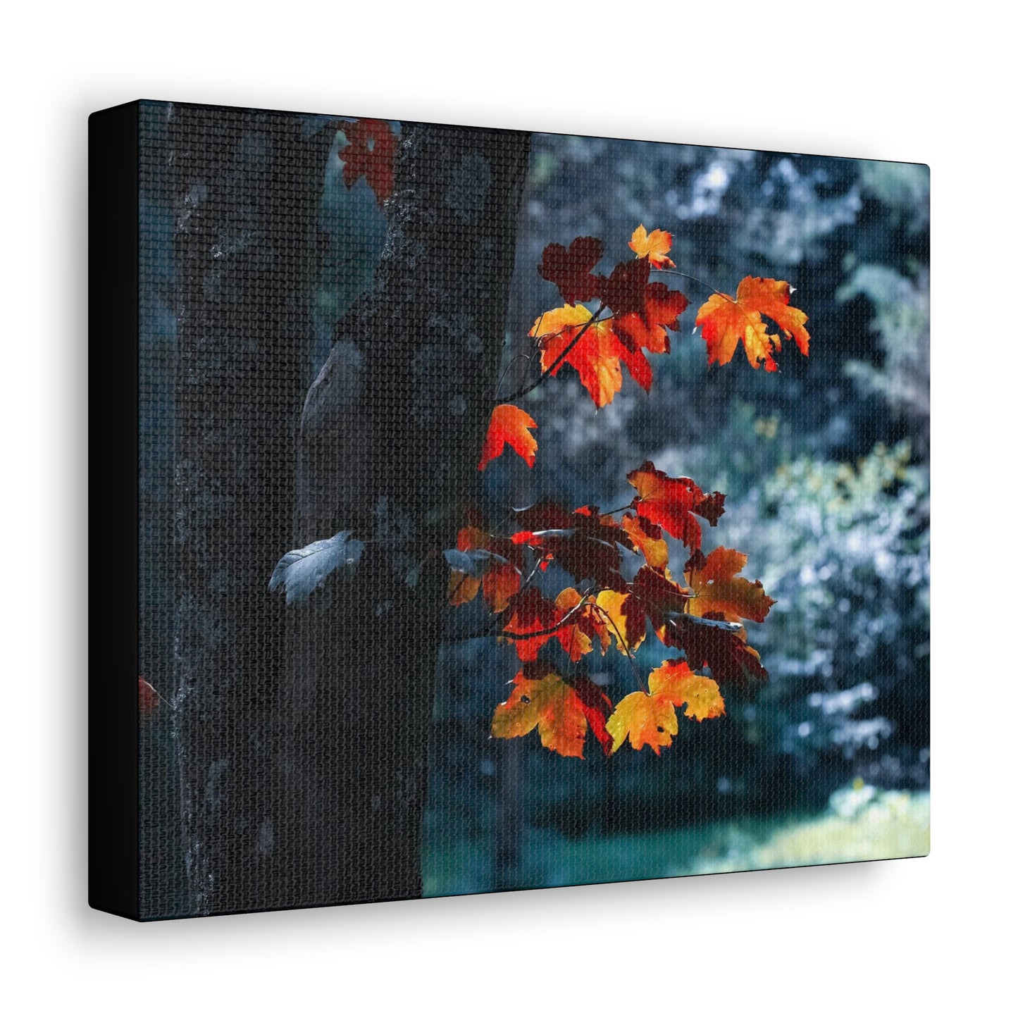 The last Leaves, Fall, Foliage, Nature, Forest - Canvas Gallery Wraps