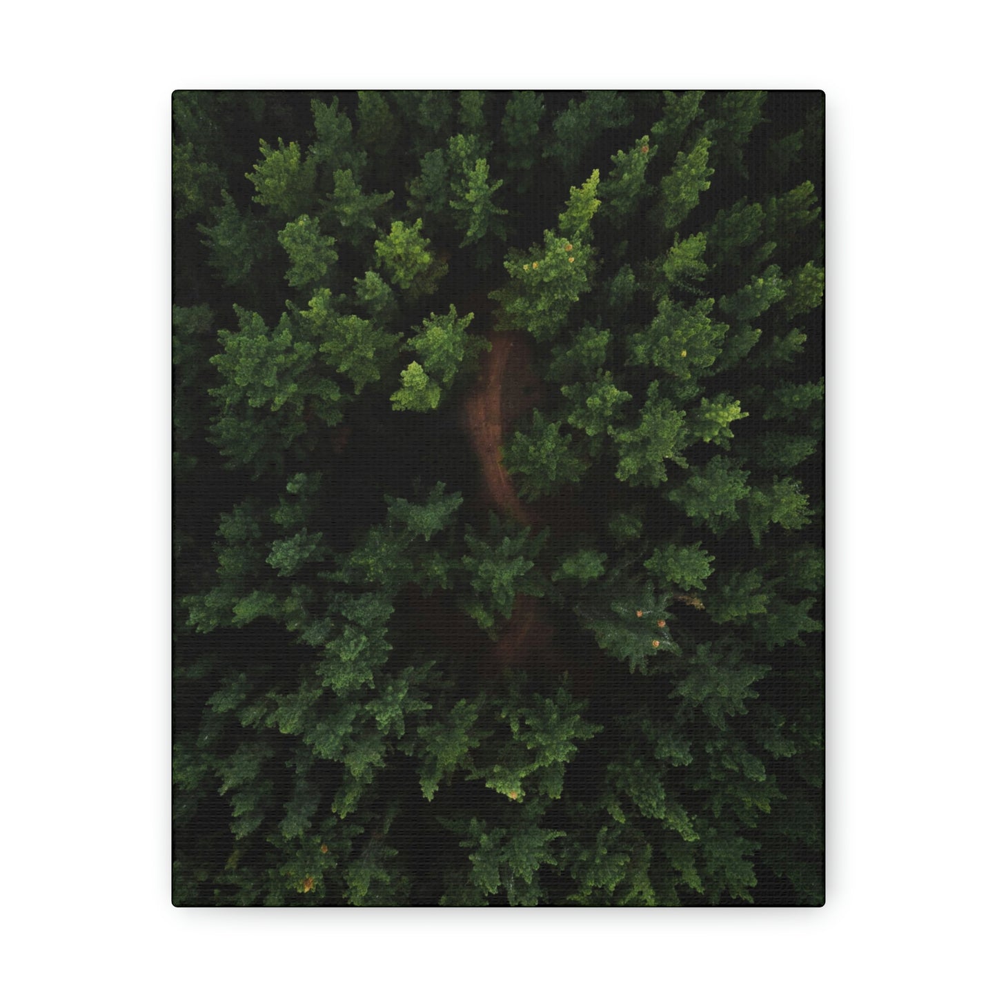 Forest eagle-view - Canvas Gallery Wraps