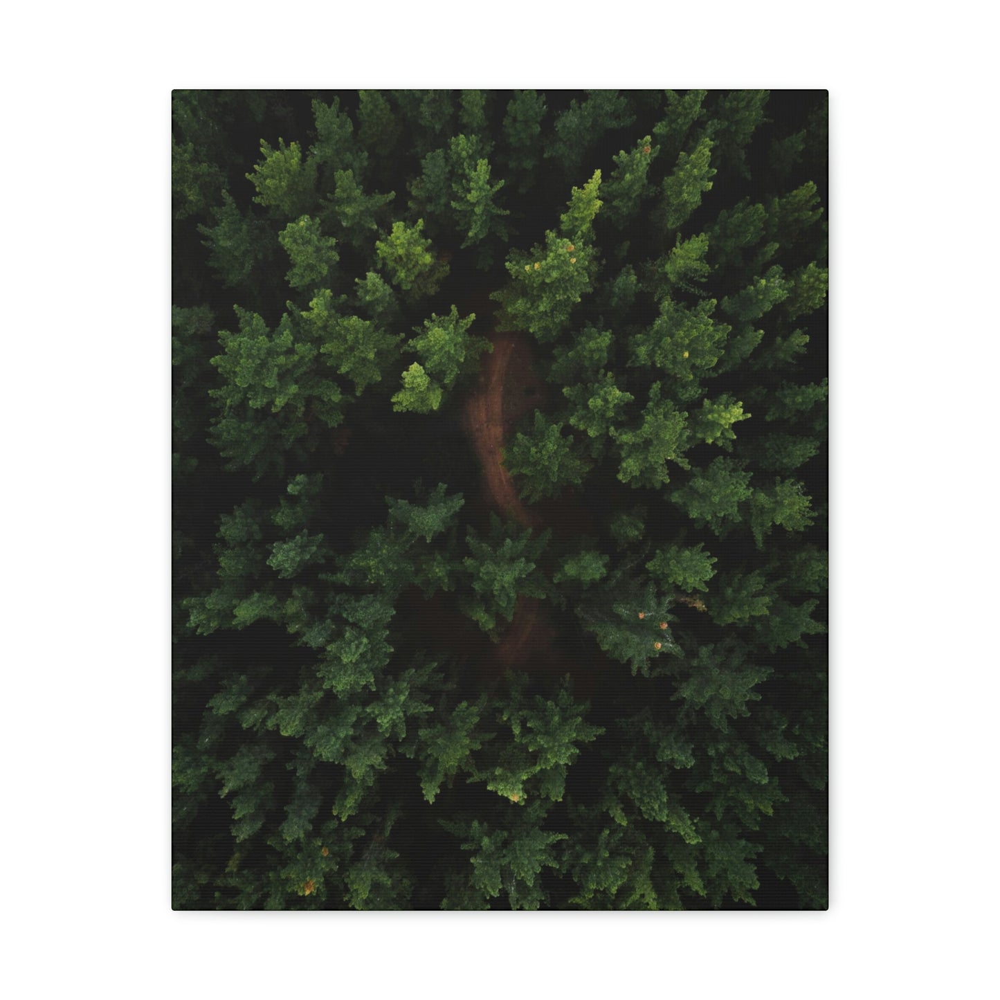 Forest eagle-view - Canvas Gallery Wraps