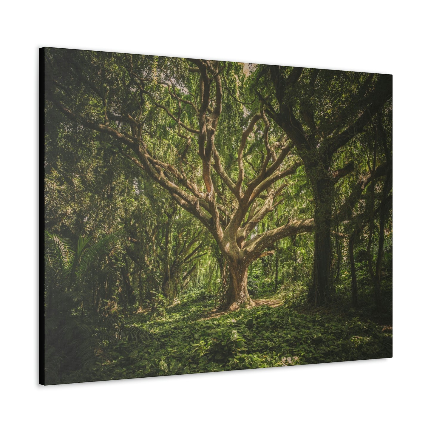 Forest - Tree Canvas Gallery Wraps