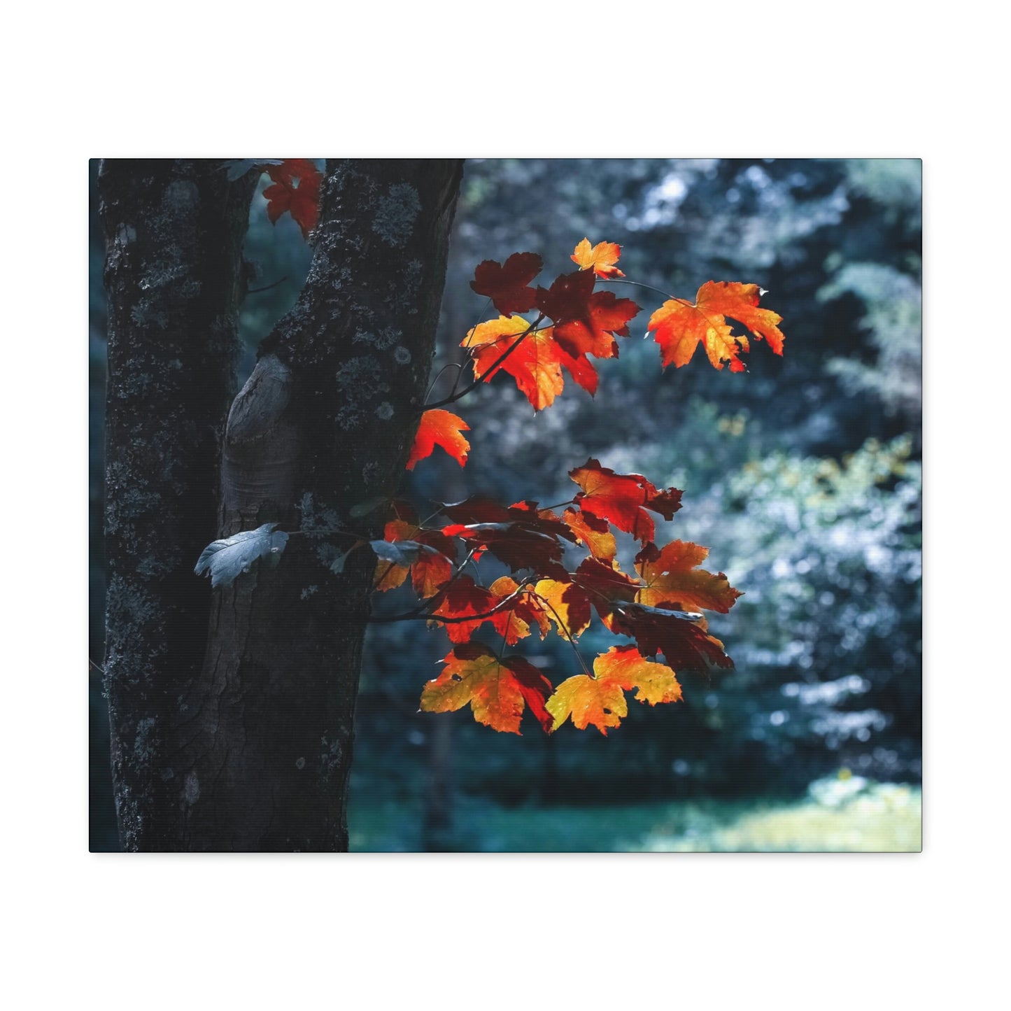 The last Leaves, Fall, Foliage, Nature, Forest - Canvas Gallery Wraps