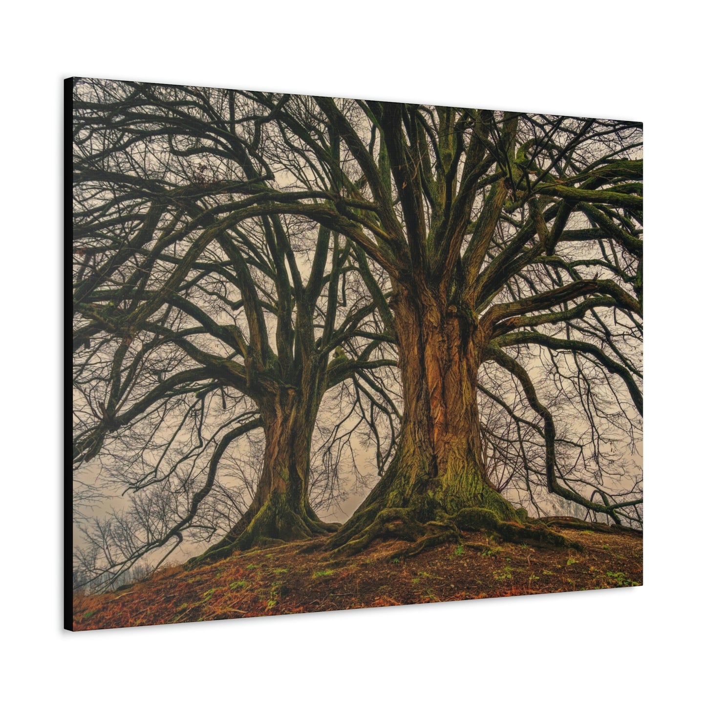 Dark Trees - Nature, Trees, Dark Canvas Gallery Wraps