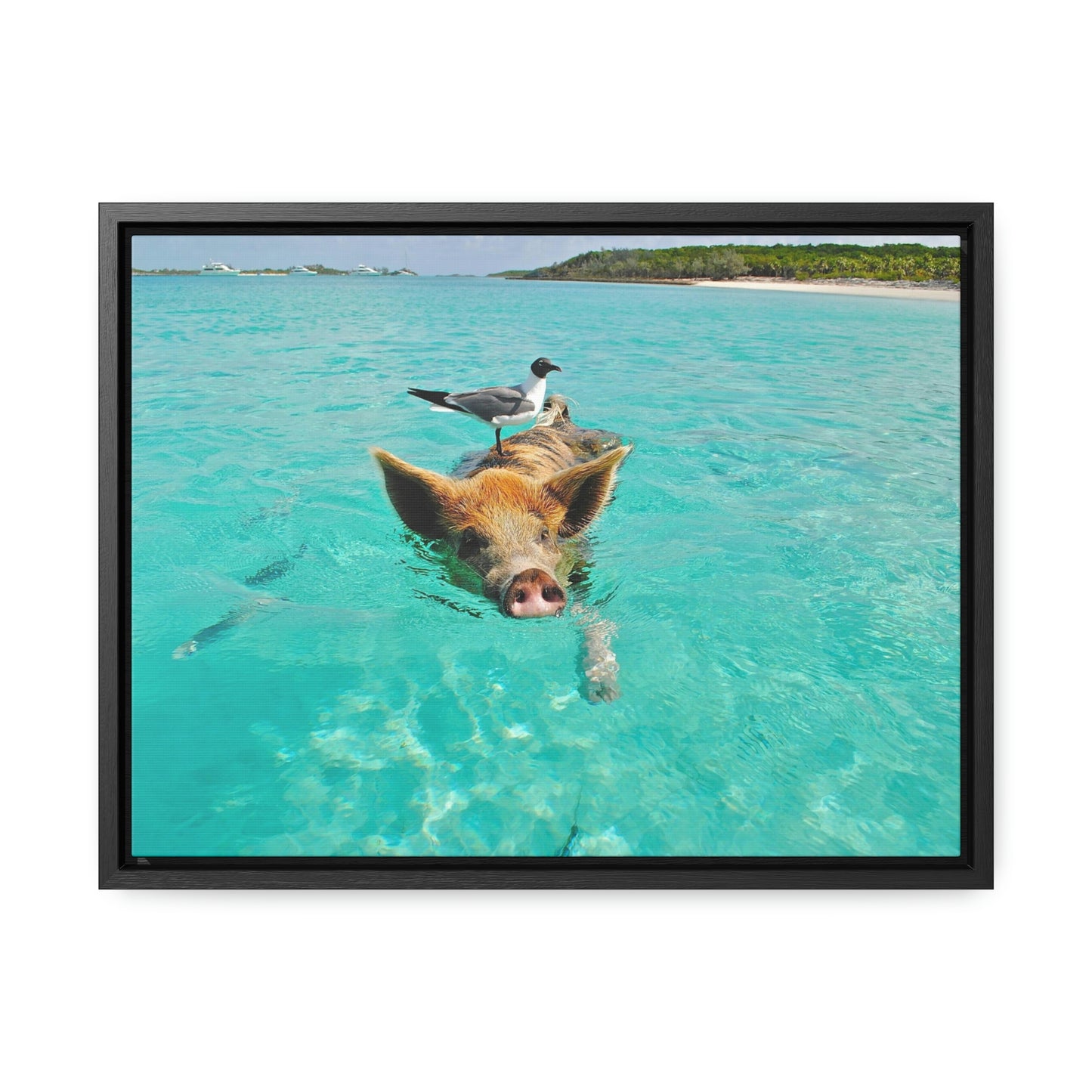 Ocean hog - Gallery Canvas Wraps, Horizontal Frame