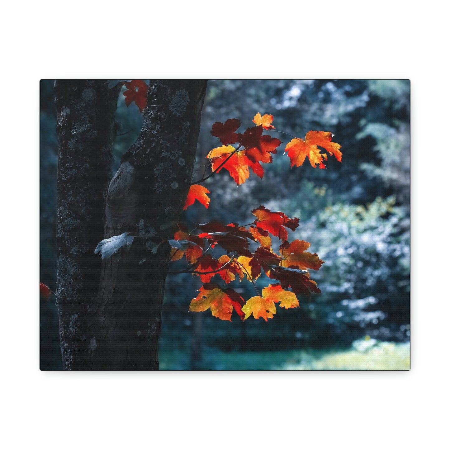 The last Leaves, Fall, Foliage, Nature, Forest - Canvas Gallery Wraps