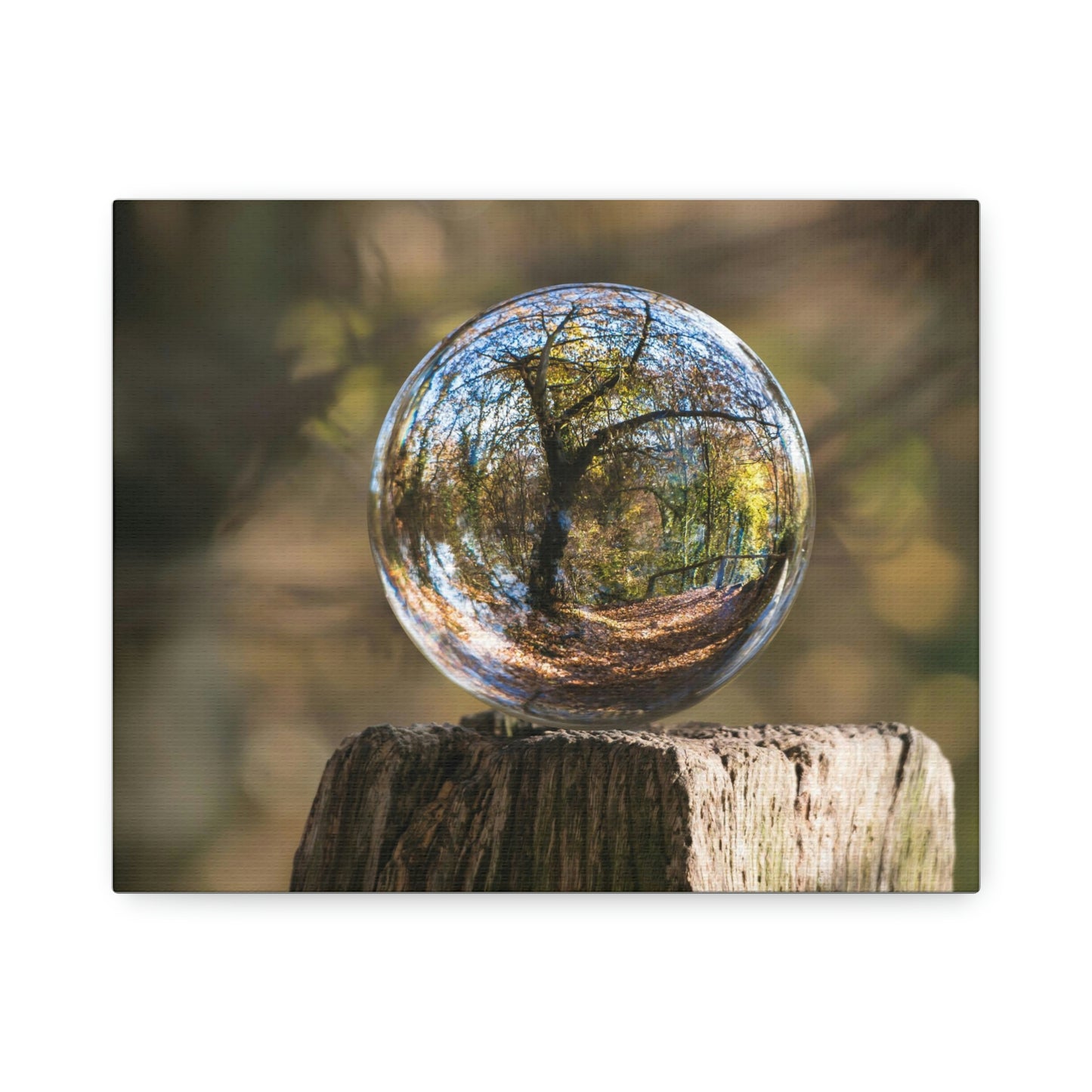 Forest, Globe, Trees, Nature, Forest Globe - Polyester Canvas