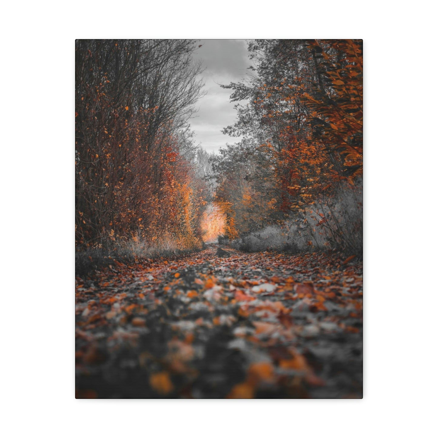 Fall road - Foliage, Nature, Forest, Leaves - Canvas Gallery Wraps