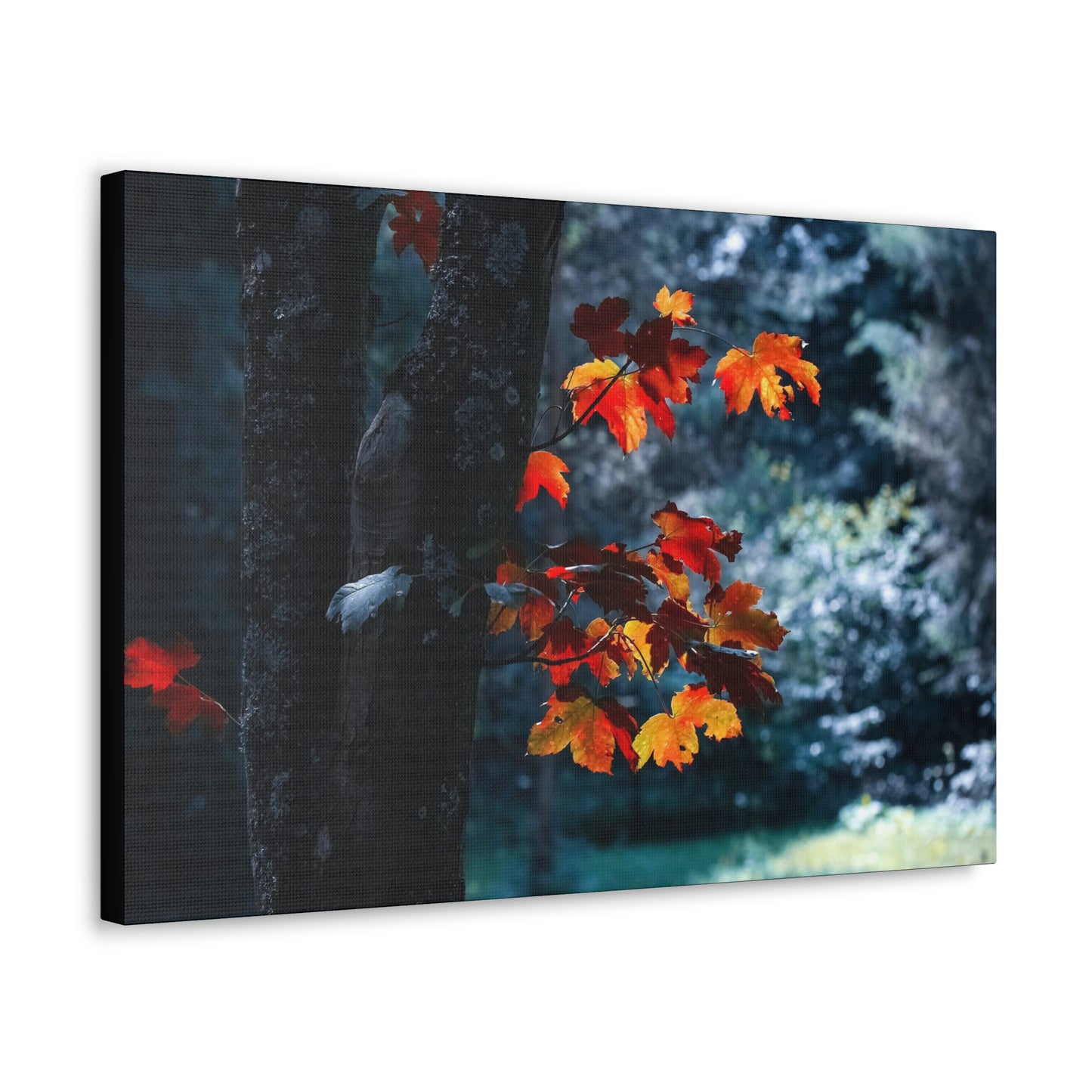 The last Leaves, Fall, Foliage, Nature, Forest - Canvas Gallery Wraps