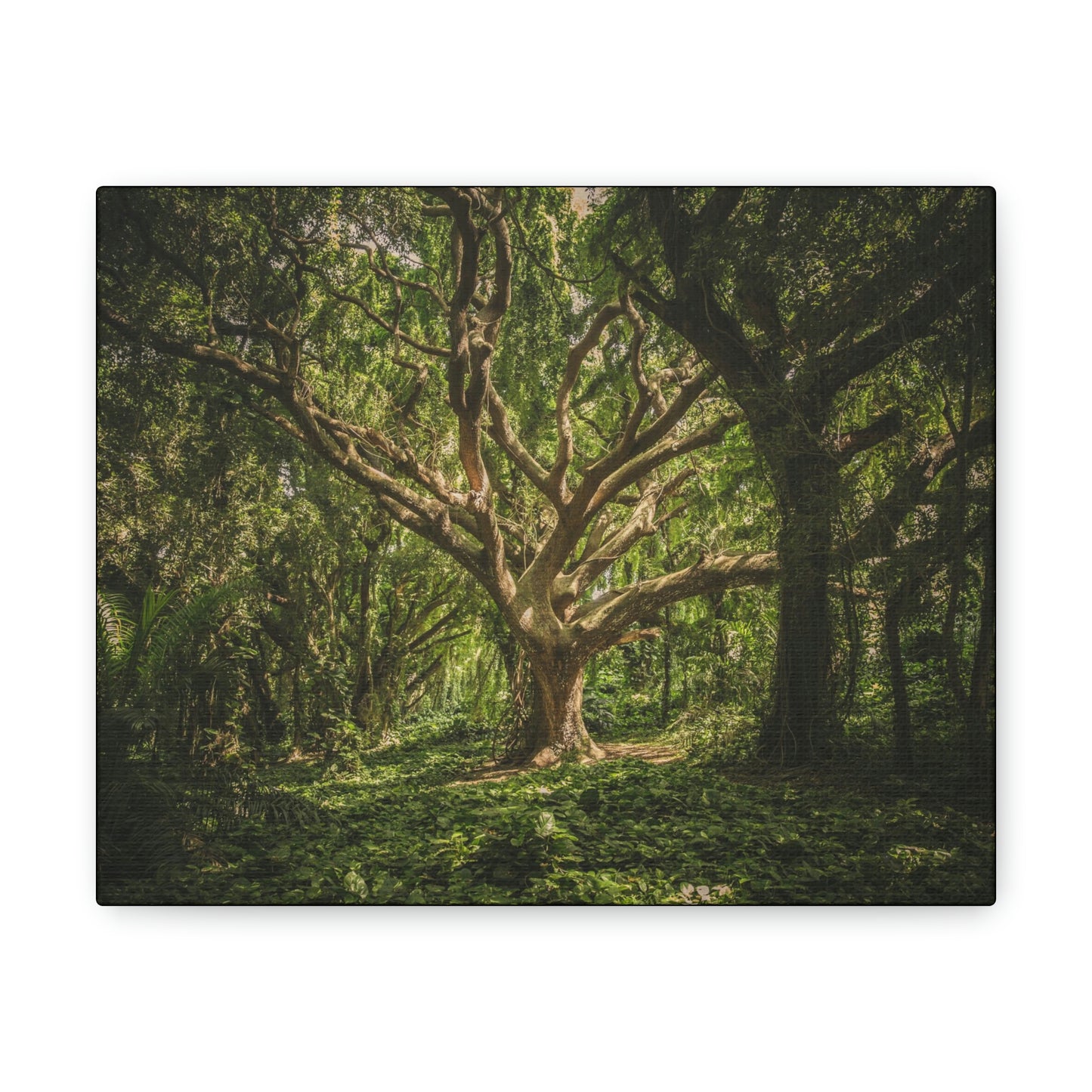 Forest - Tree Canvas Gallery Wraps