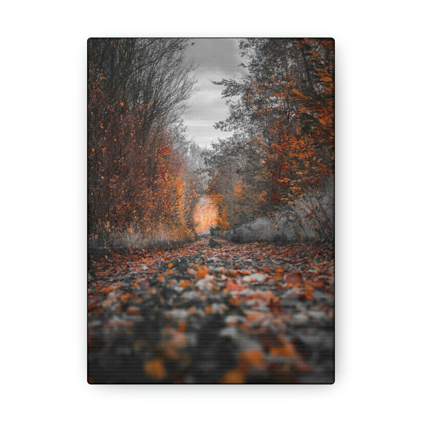 Fall road - Foliage, Nature, Forest, Leaves - Canvas Gallery Wraps