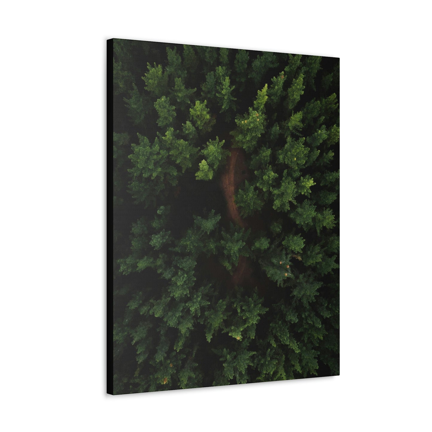 Forest eagle-view - Canvas Gallery Wraps