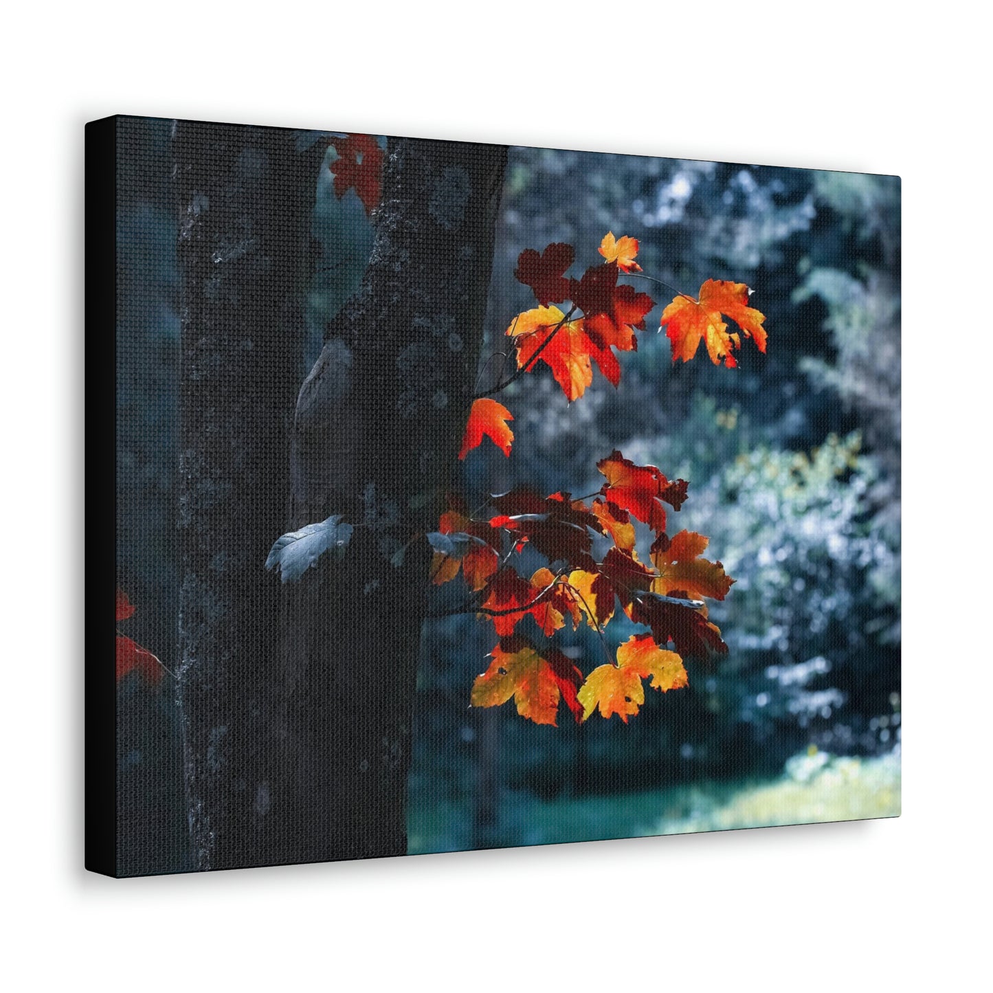The last Leaves, Fall, Foliage, Nature, Forest - Canvas Gallery Wraps