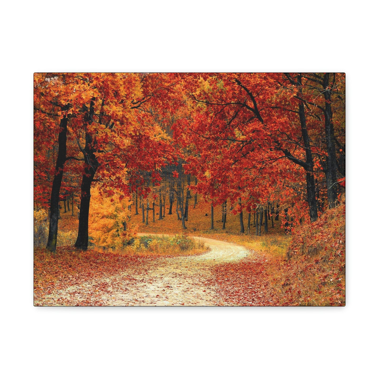Fall Trail - Foliage forest - Canvas Gallery Wraps