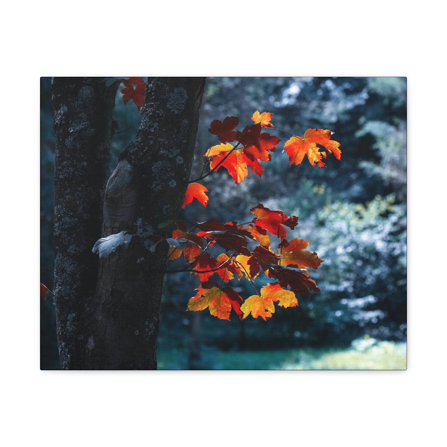 The last Leaves, Fall, Foliage, Nature, Forest - Canvas Gallery Wraps