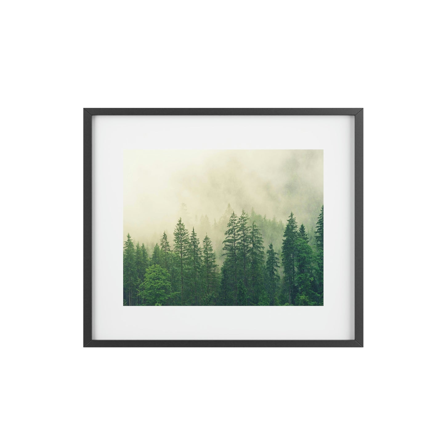 Foggy Forest - Framed Posters, Matte
