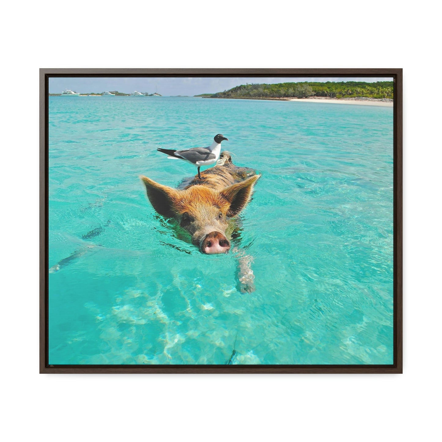 Ocean hog - Gallery Canvas Wraps, Horizontal Frame