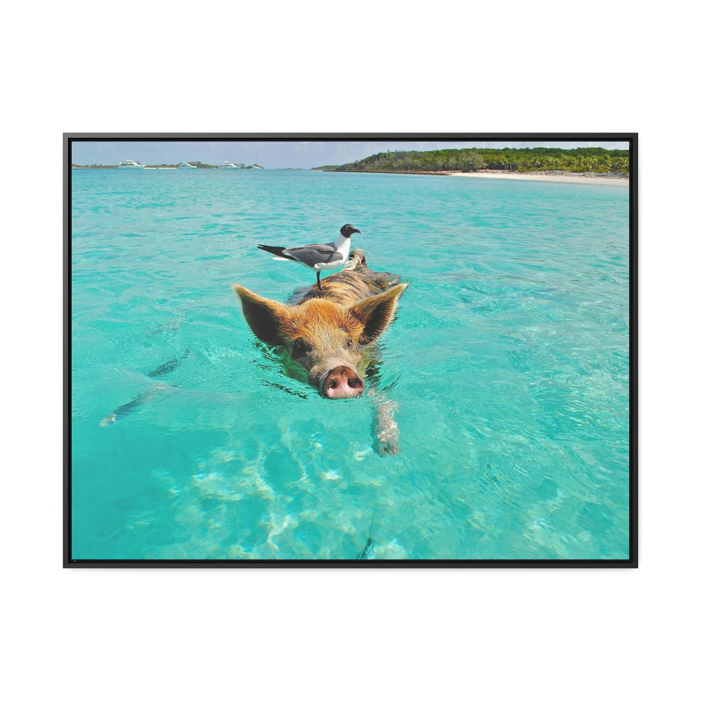 Ocean hog - Gallery Canvas Wraps, Horizontal Frame