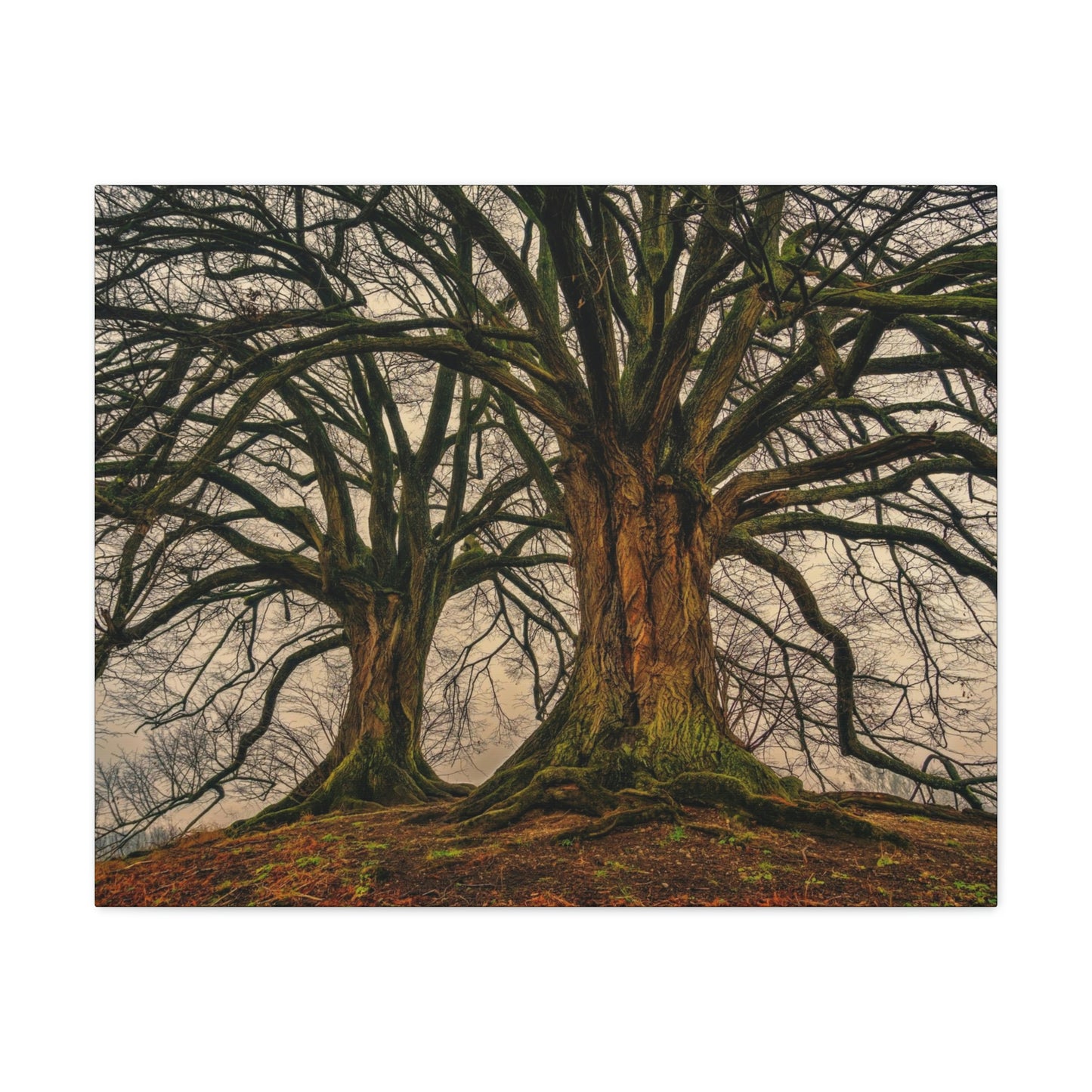 Dark Trees - Nature, Trees, Dark Canvas Gallery Wraps