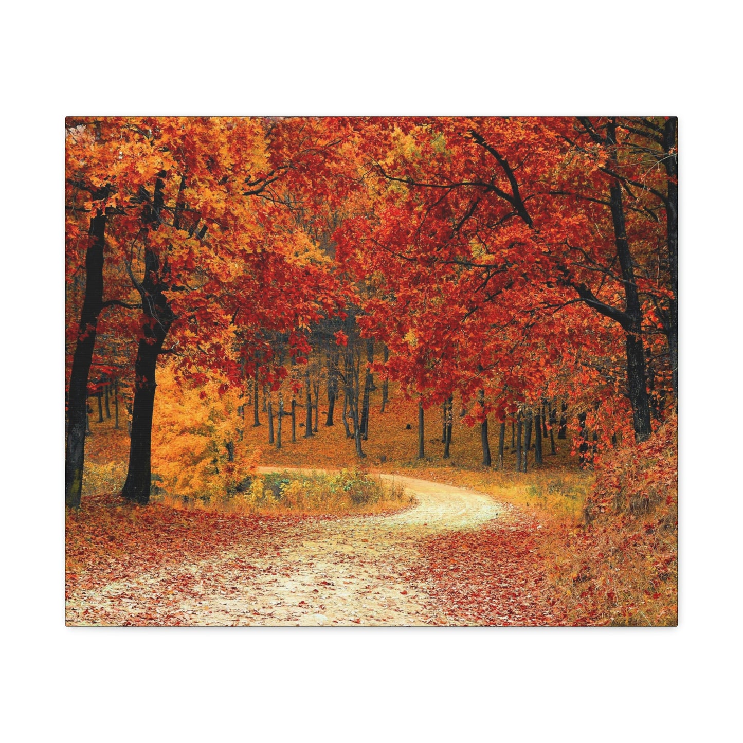 Fall Trail - Foliage forest - Canvas Gallery Wraps