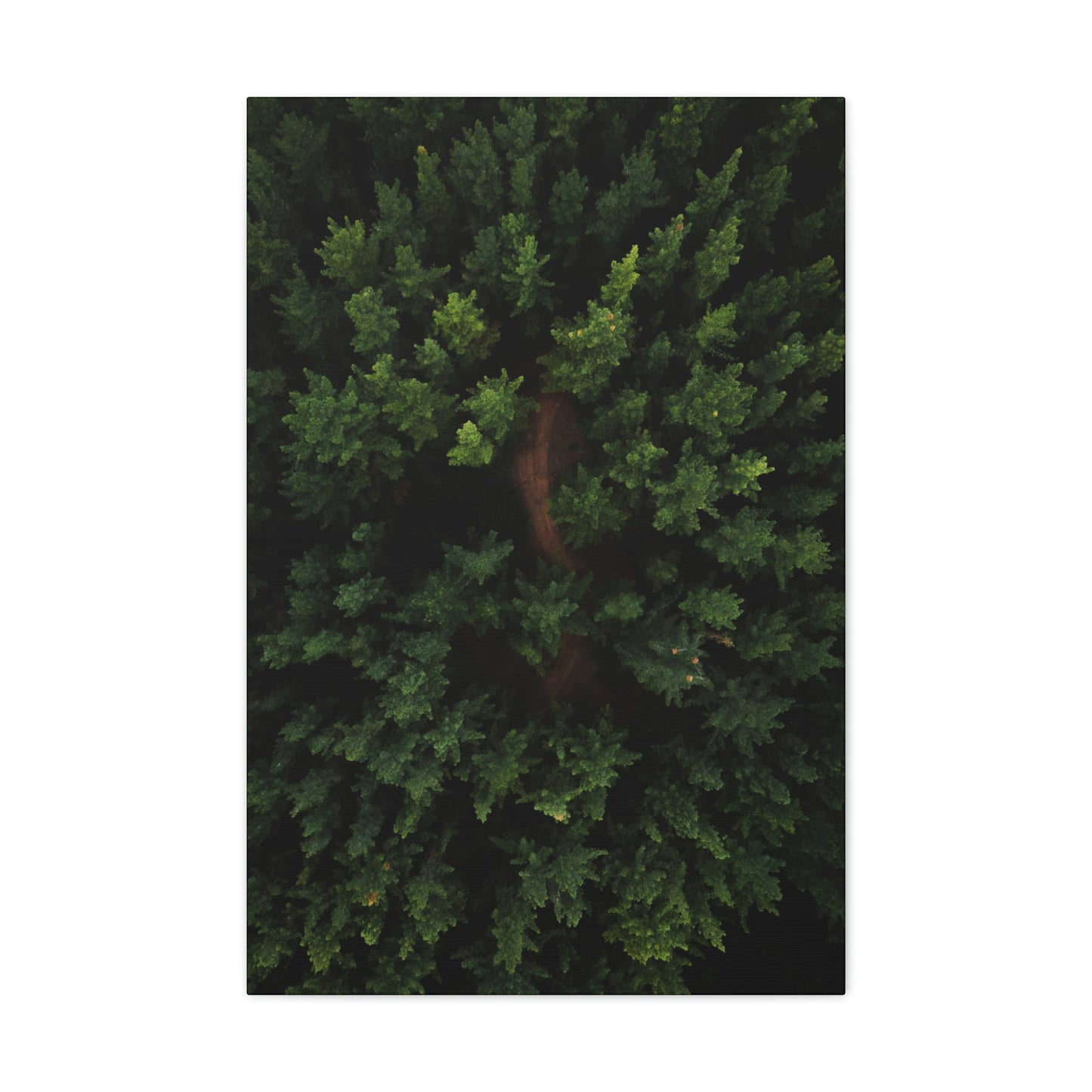 Forest eagle-view - Canvas Gallery Wraps