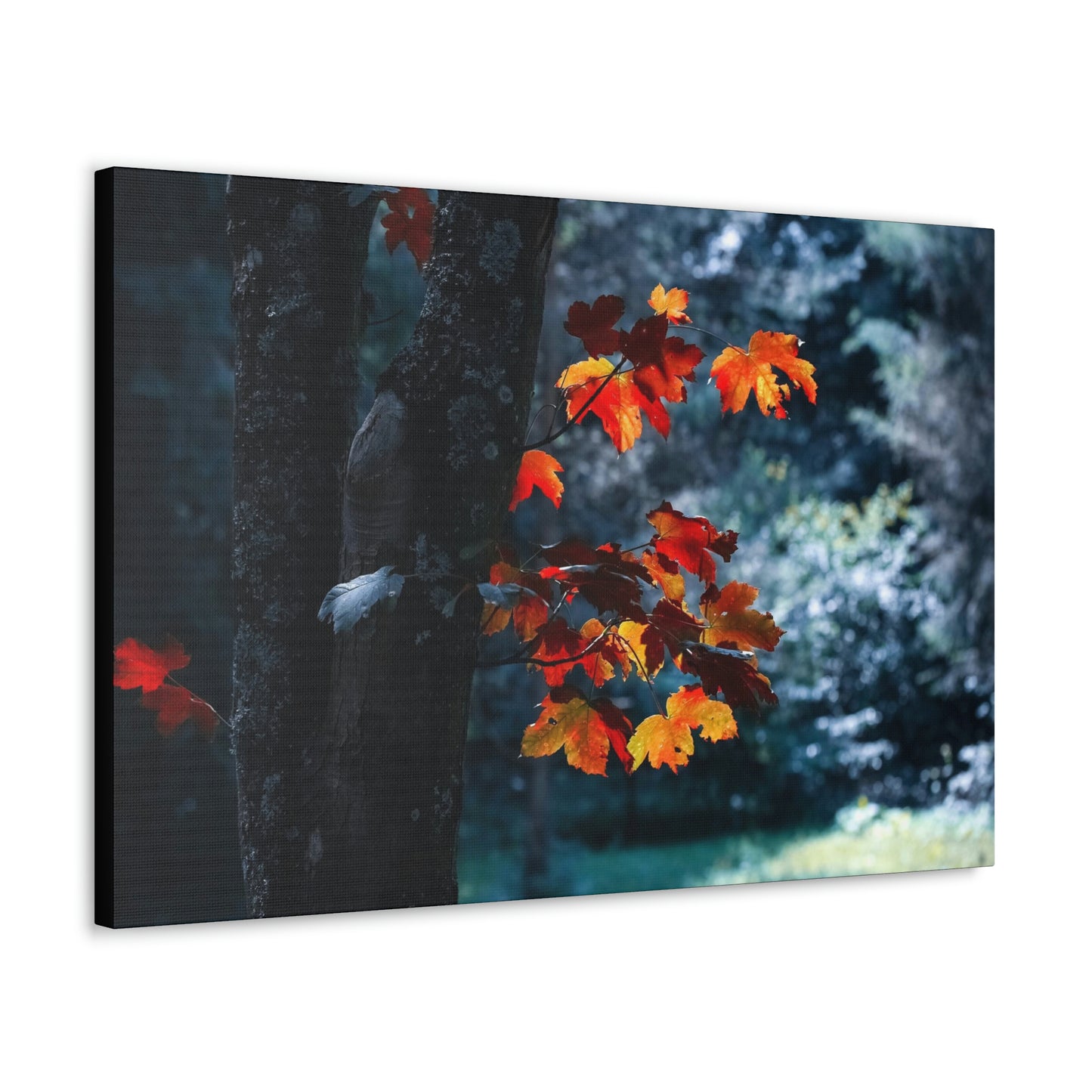 The last Leaves, Fall, Foliage, Nature, Forest - Canvas Gallery Wraps