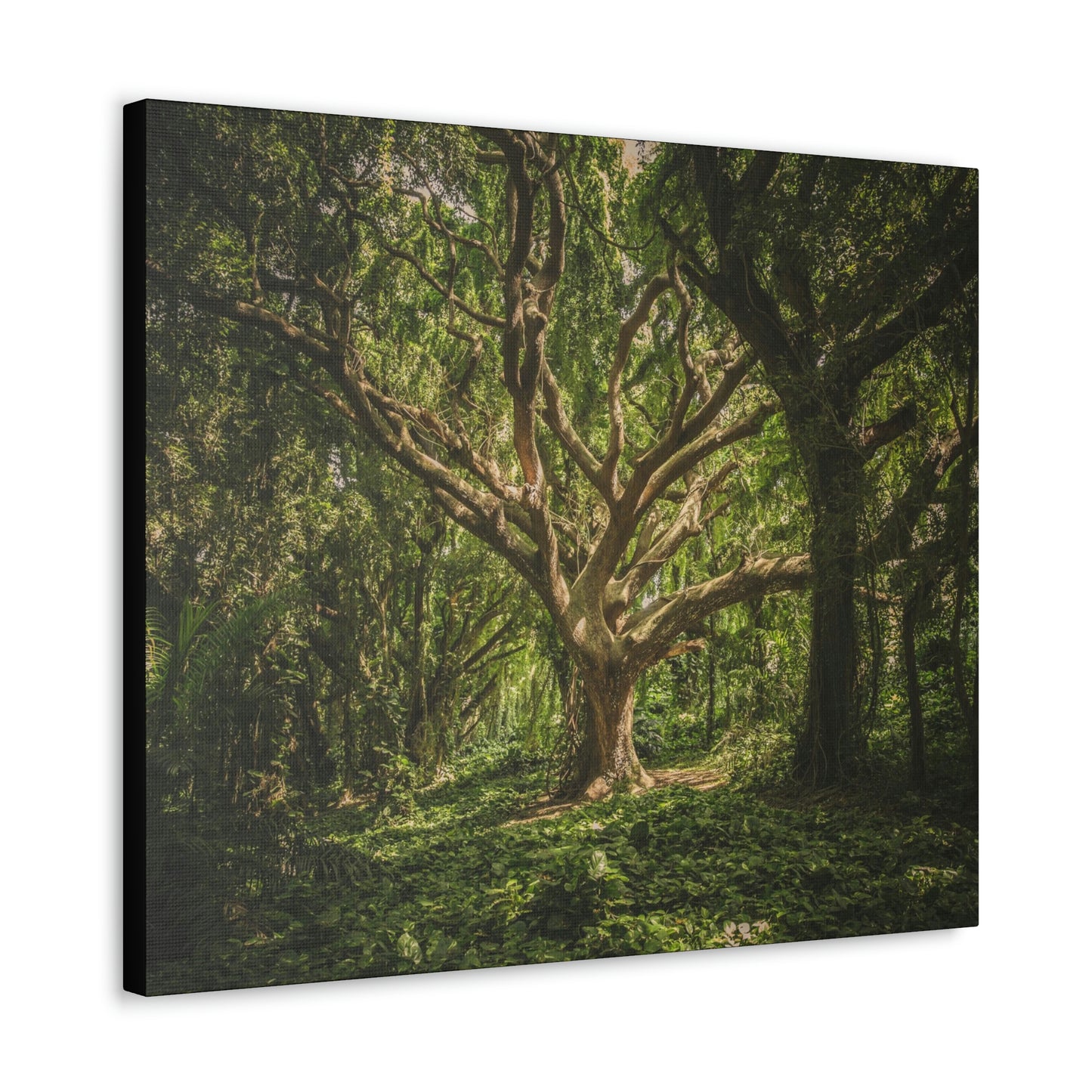 Forest - Tree Canvas Gallery Wraps
