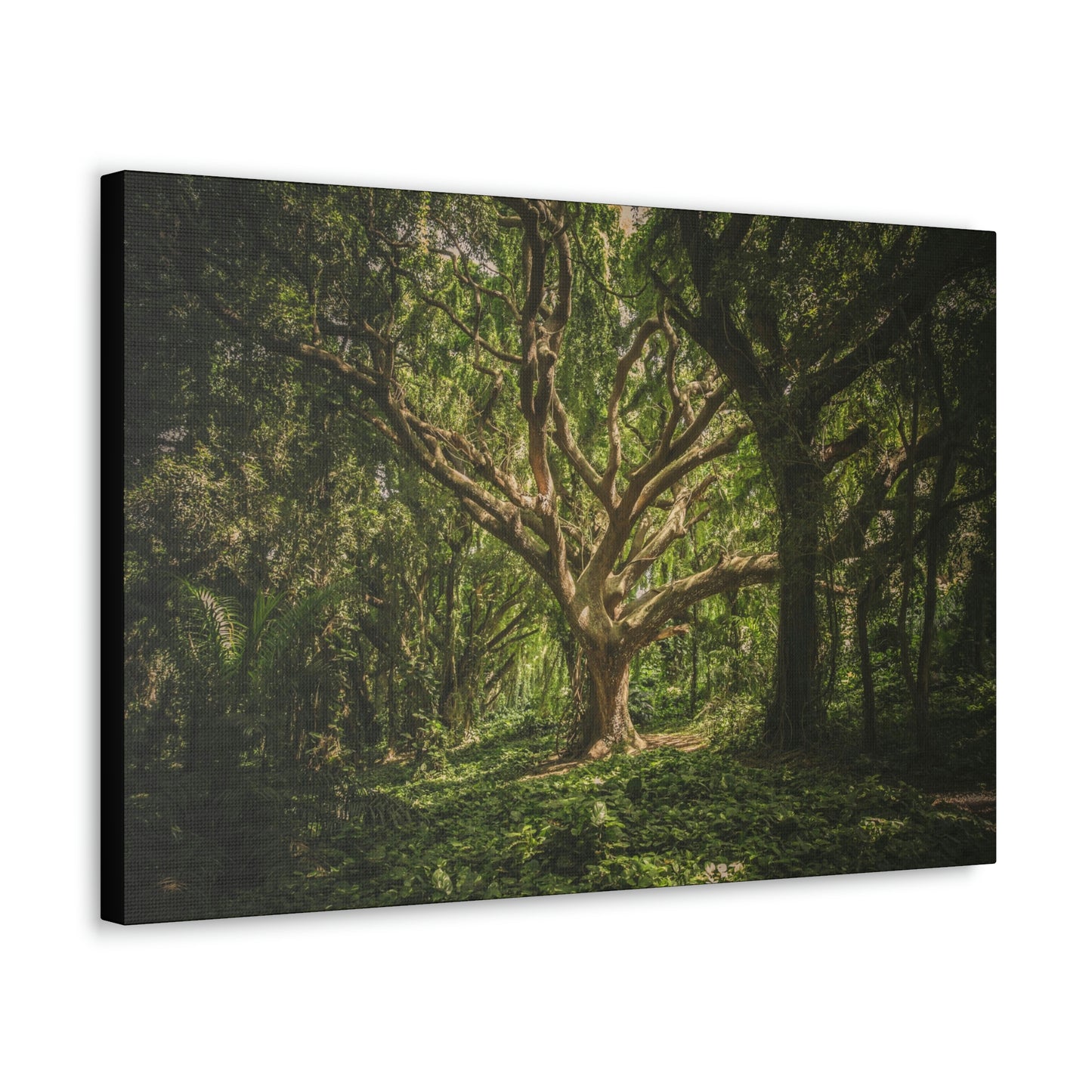 Forest - Tree Canvas Gallery Wraps