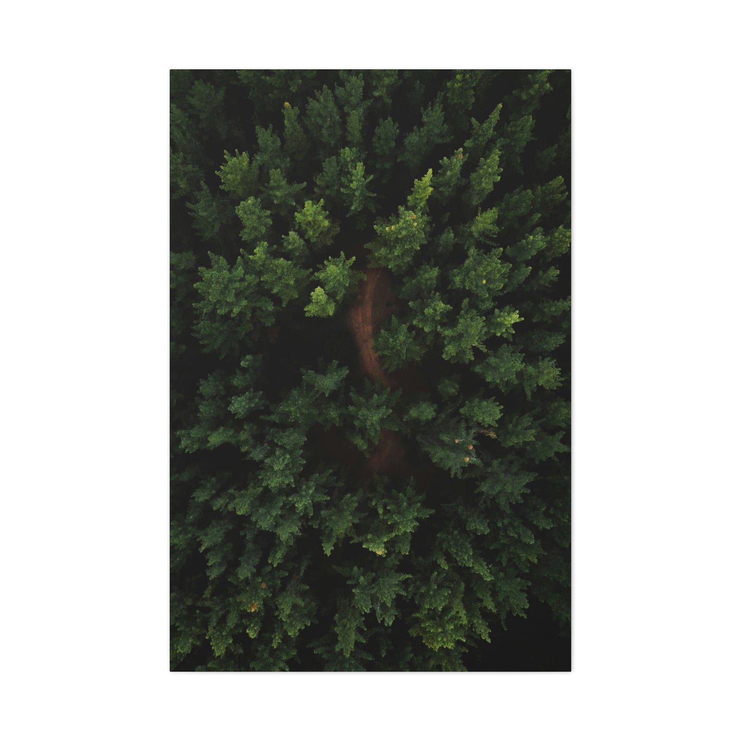 Forest eagle-view - Canvas Gallery Wraps