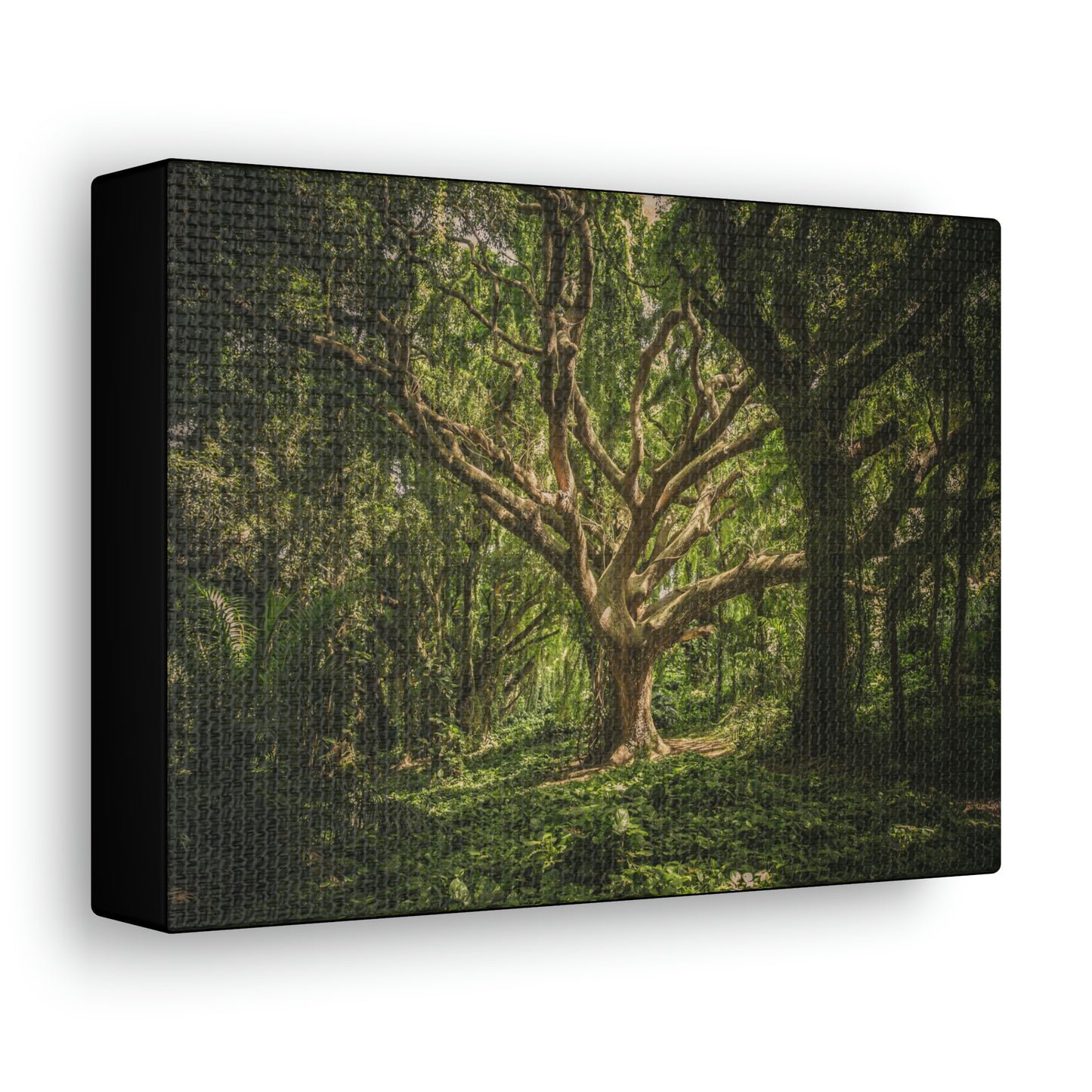 Forest - Tree Canvas Gallery Wraps
