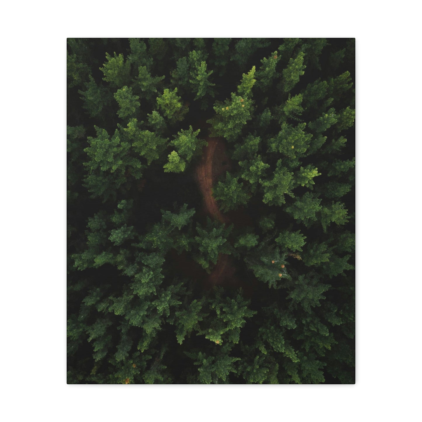 Forest eagle-view - Canvas Gallery Wraps