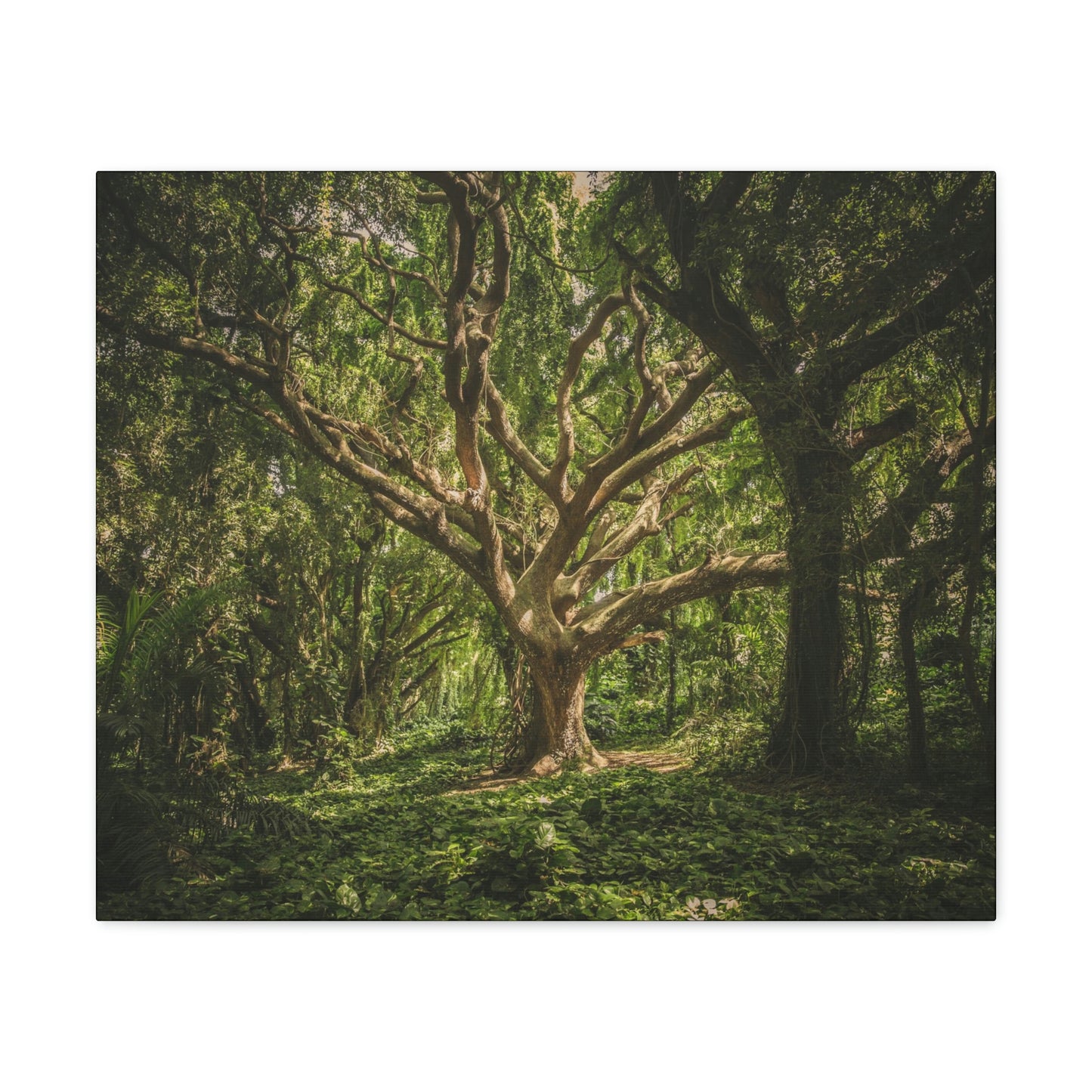 Forest - Tree Canvas Gallery Wraps