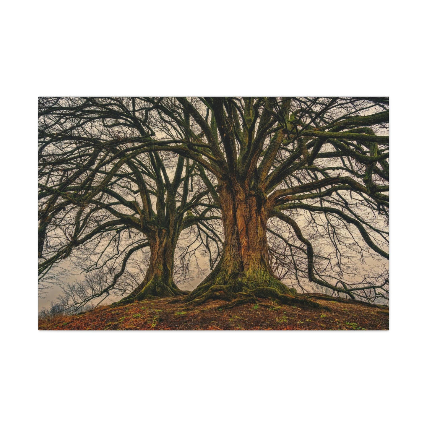 Dark Trees - Nature, Trees, Dark Canvas Gallery Wraps