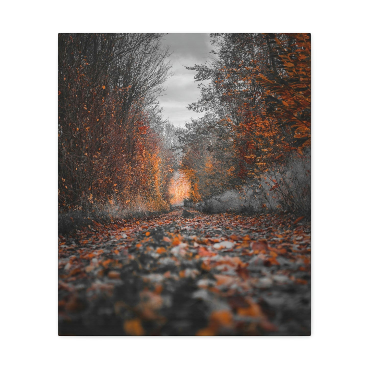 Fall road - Foliage, Nature, Forest, Leaves - Canvas Gallery Wraps