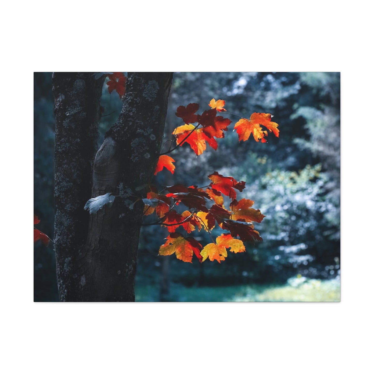 The last Leaves, Fall, Foliage, Nature, Forest - Canvas Gallery Wraps
