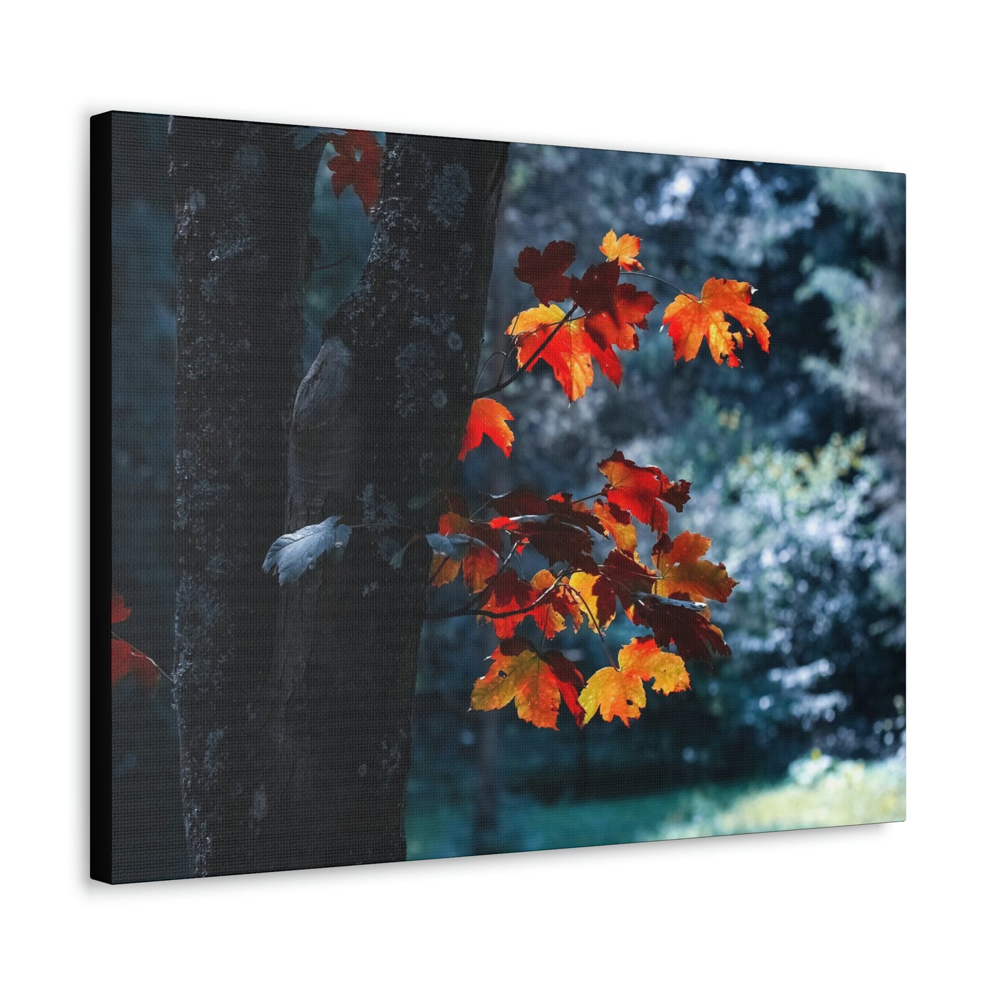 The last Leaves, Fall, Foliage, Nature, Forest - Canvas Gallery Wraps