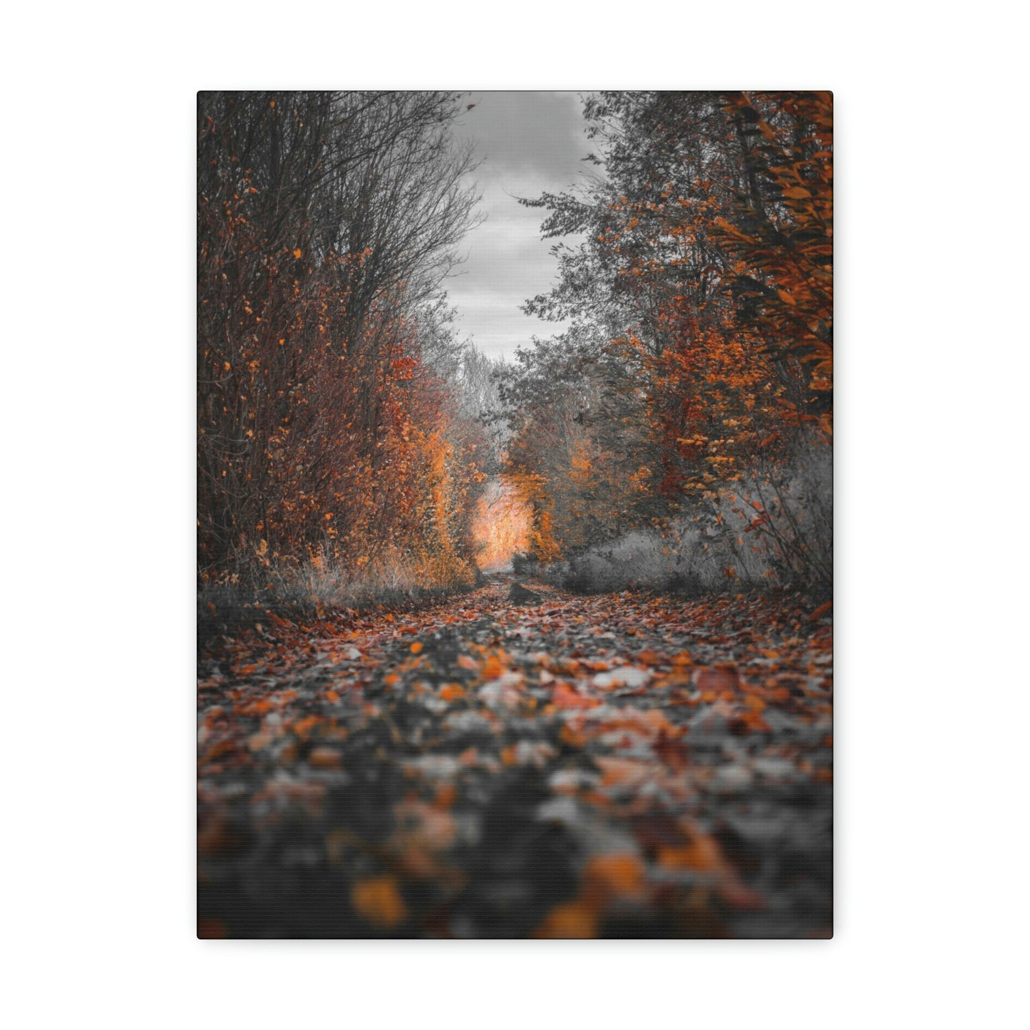 Fall road - Foliage, Nature, Forest, Leaves - Canvas Gallery Wraps