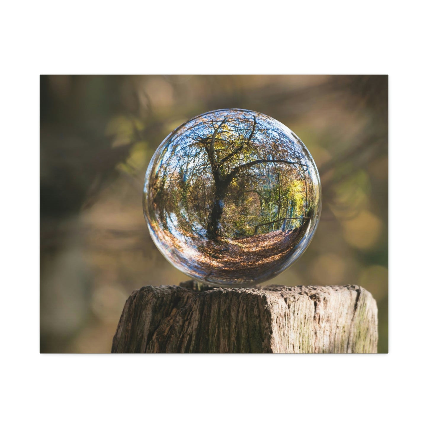 Forest, Globe, Trees, Nature, Forest Globe - Polyester Canvas