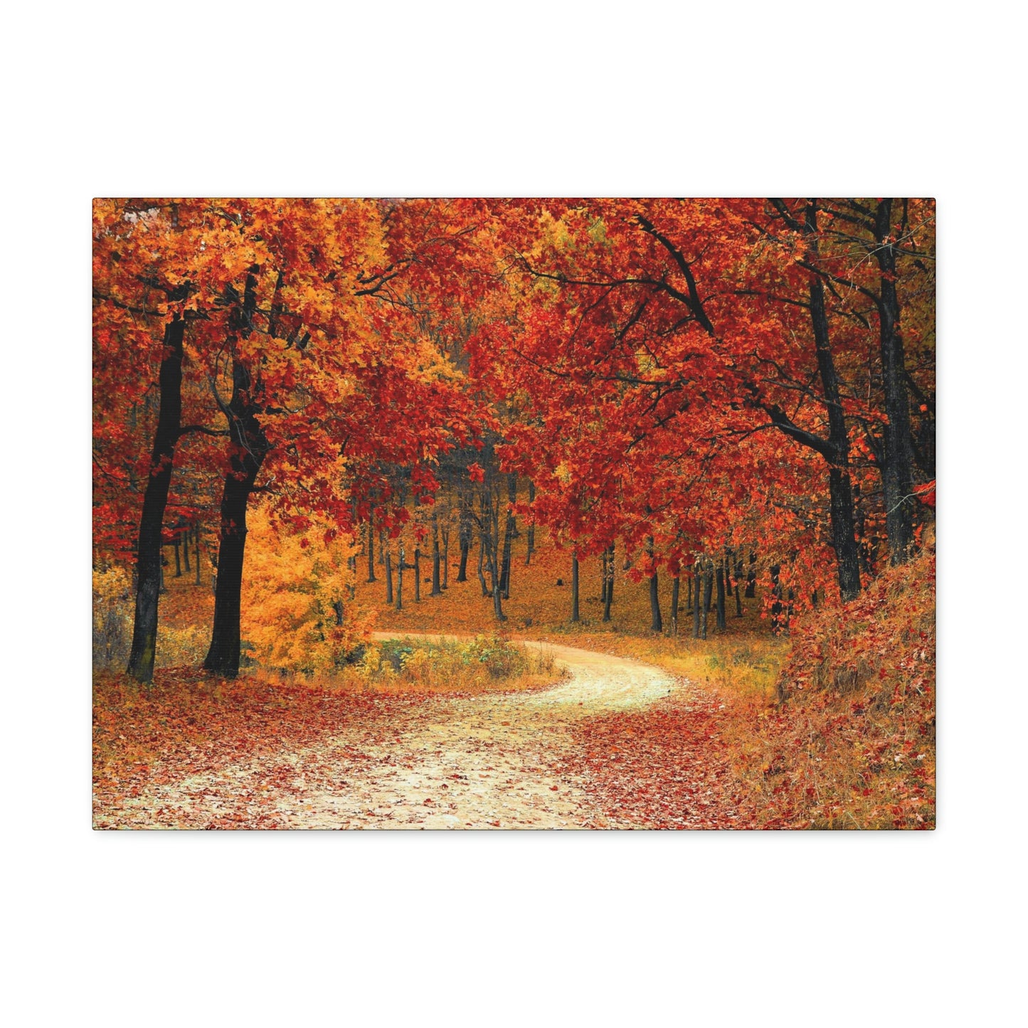 Fall Trail - Foliage forest - Canvas Gallery Wraps