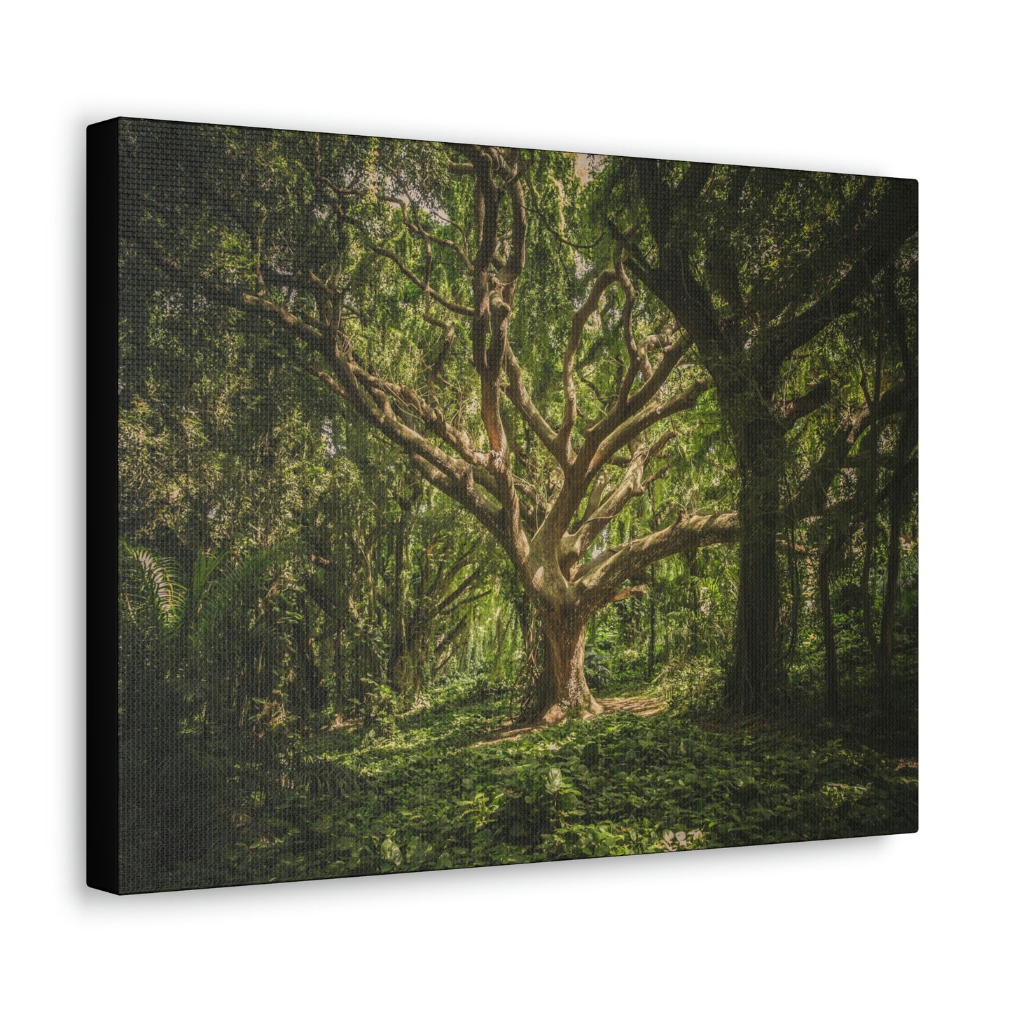 Forest - Tree Canvas Gallery Wraps