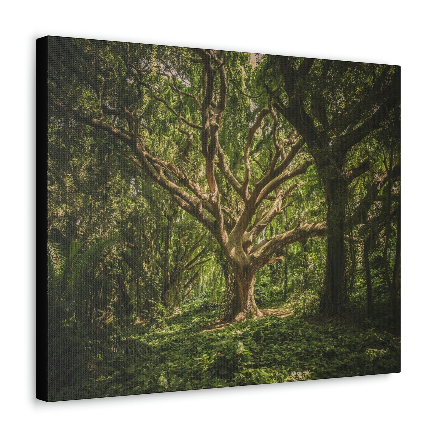 Forest - Tree Canvas Gallery Wraps