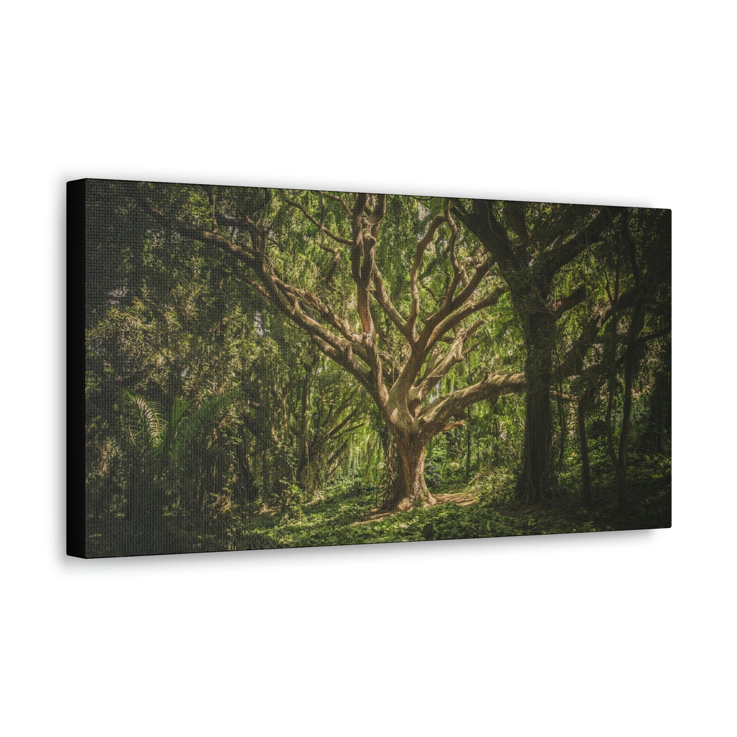 Forest - Tree Canvas Gallery Wraps