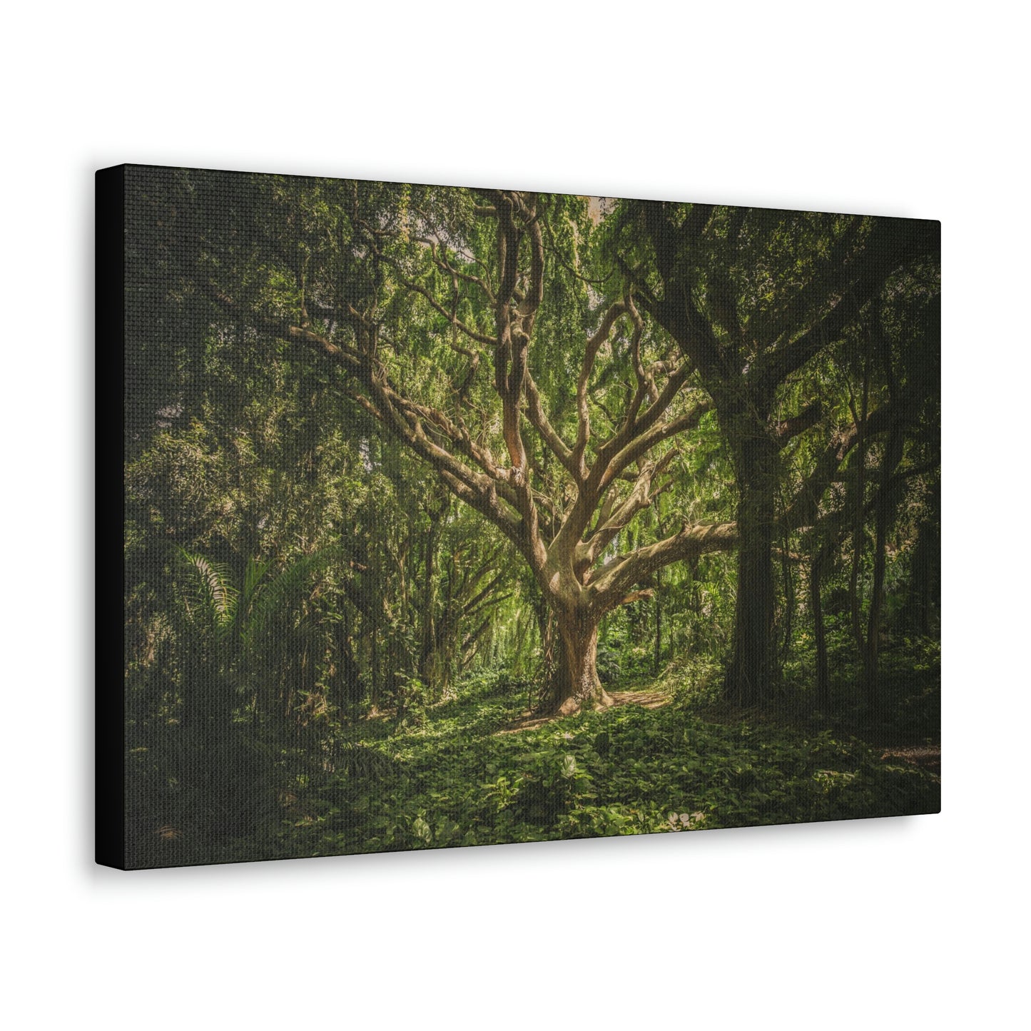 Forest - Tree Canvas Gallery Wraps
