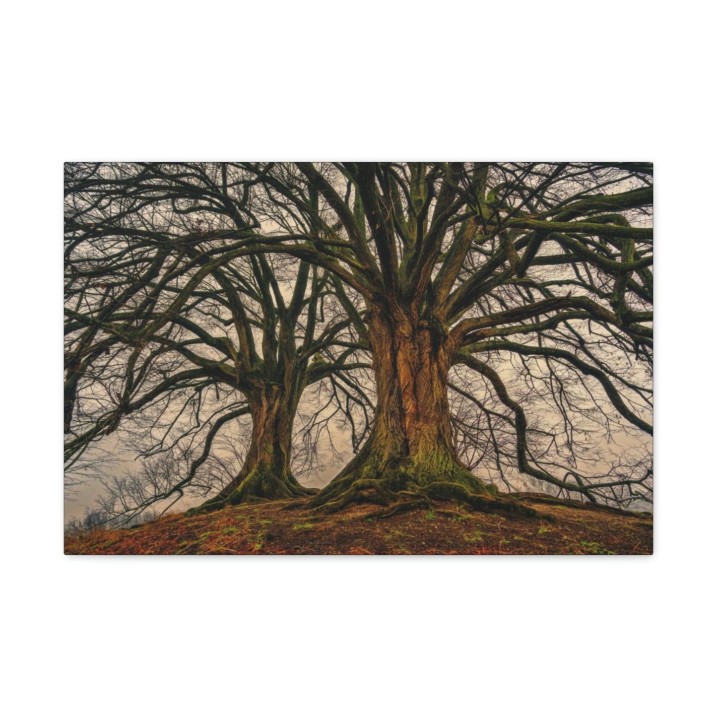 Dark Trees - Nature, Trees, Dark Canvas Gallery Wraps