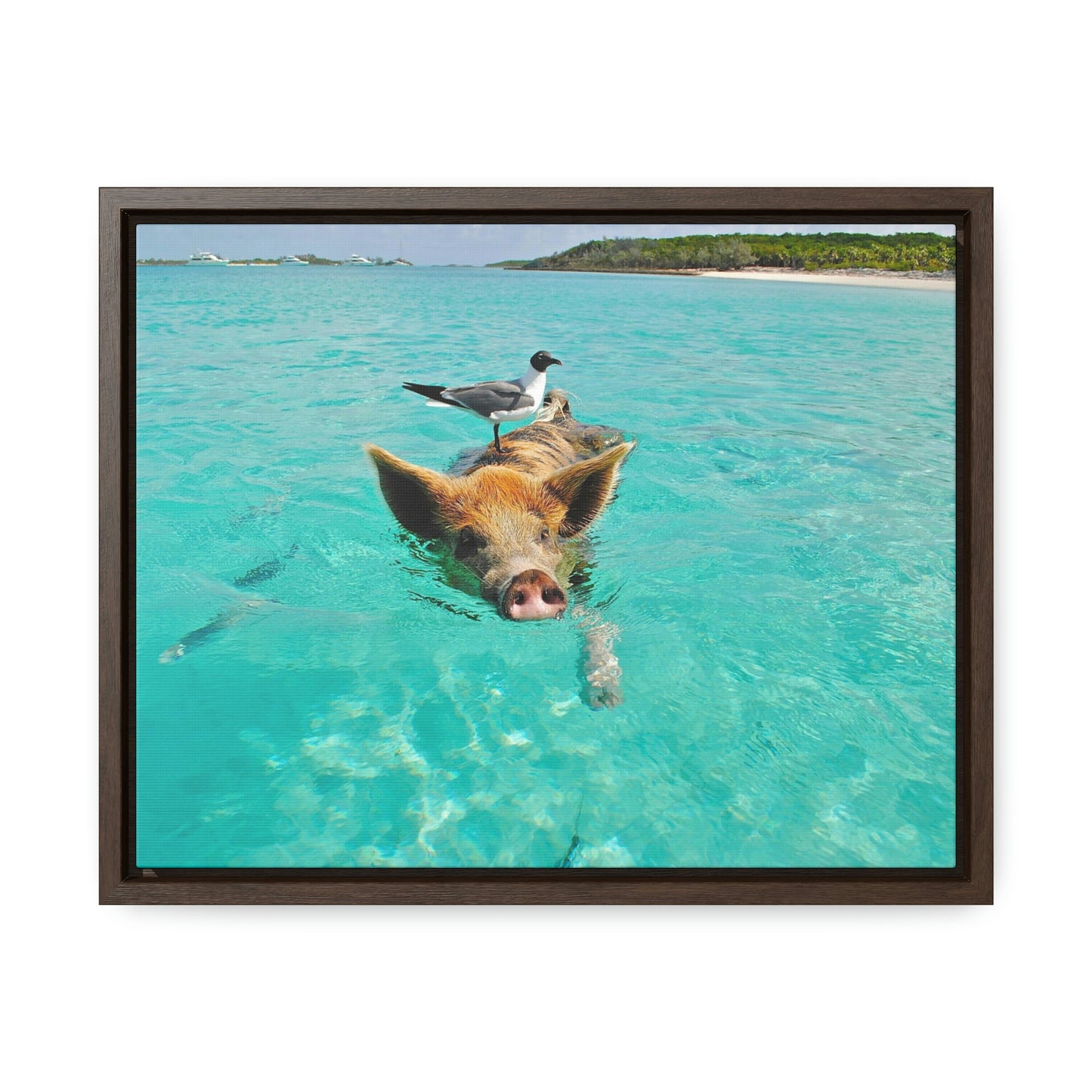 Ocean hog - Gallery Canvas Wraps, Horizontal Frame