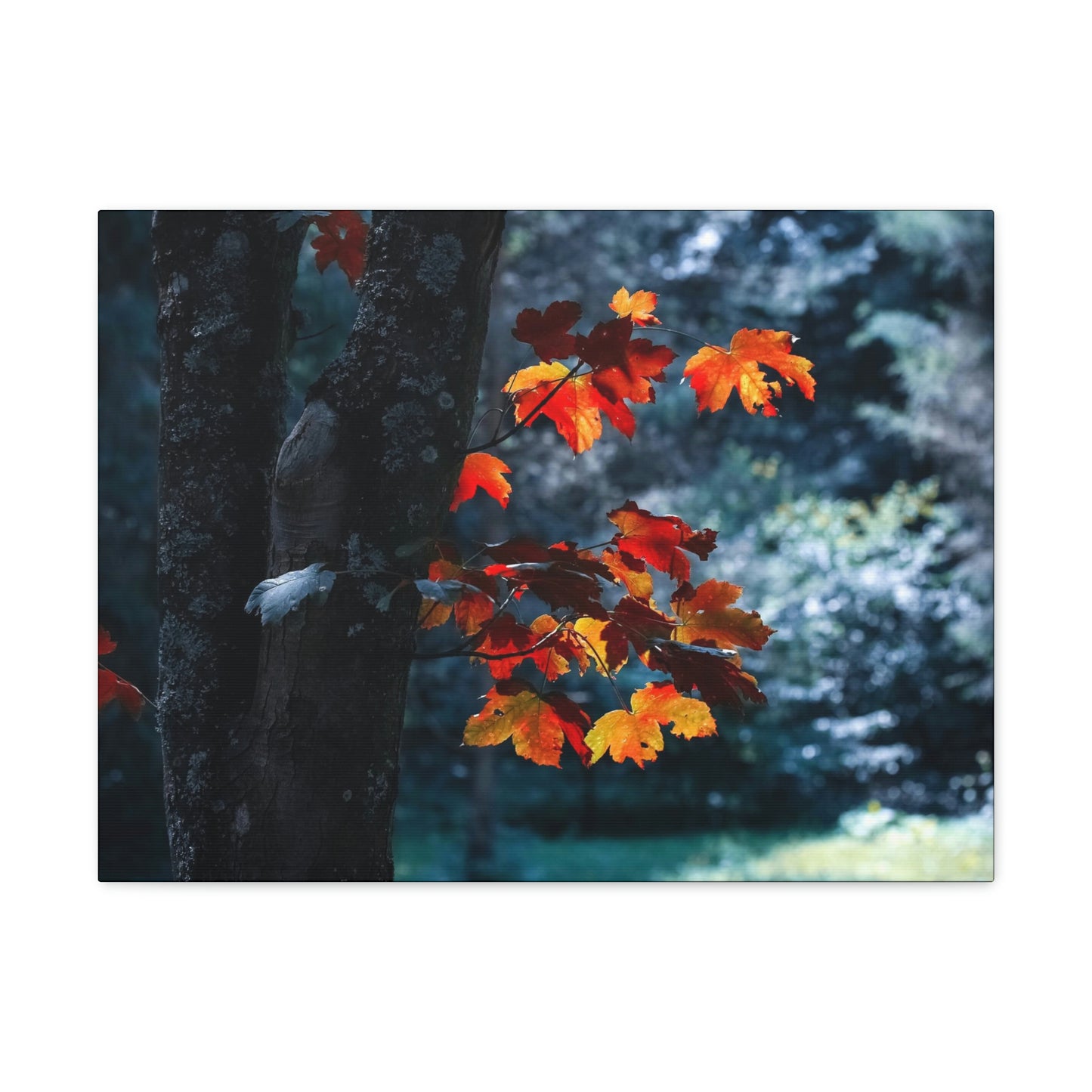 The last Leaves, Fall, Foliage, Nature, Forest - Canvas Gallery Wraps