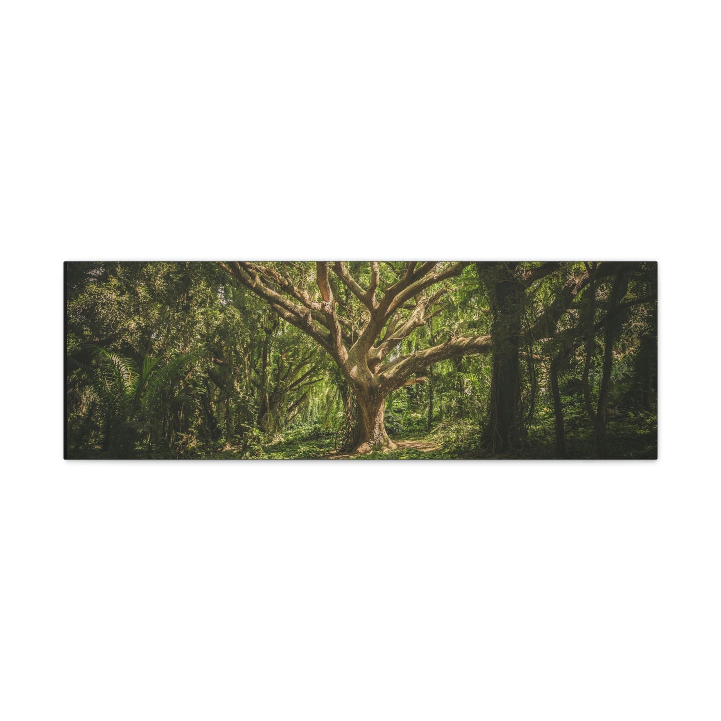 Forest - Tree Canvas Gallery Wraps